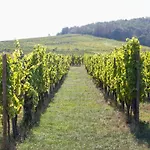In Alsace Near Europa-park * Dambach