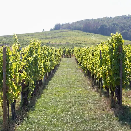 In Alsace Near Europa-park * Dambach