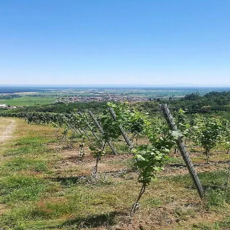 In Alsace Near Europa-park * Dambach-la-Ville