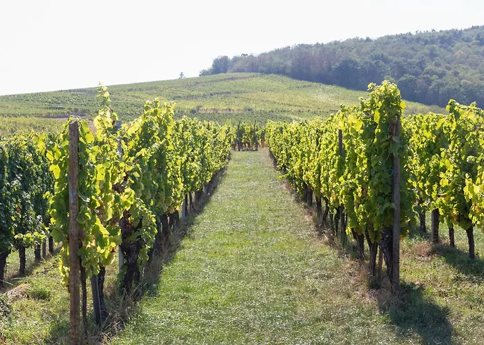 In Alsace Near Europa-park * Dambach-la-Ville