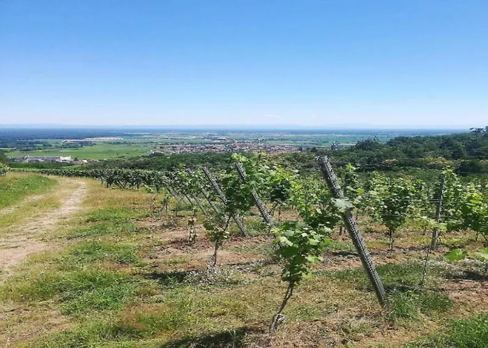 In Alsace Near Europa-park * Dambach-la-Ville