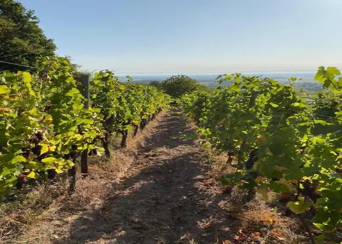 In Alsace Near Europa-park * Dambach-la-Ville