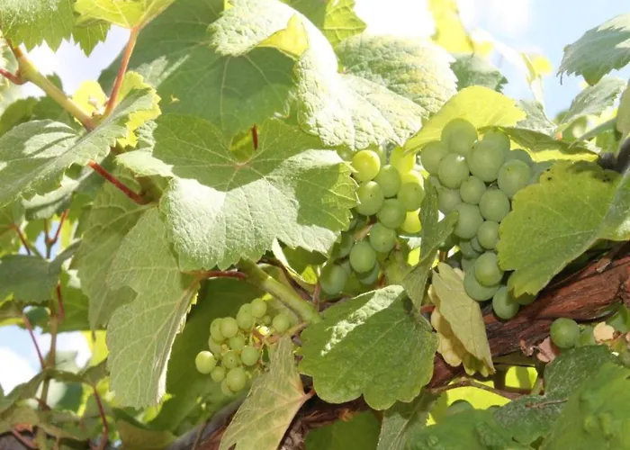 Apartment In Alsace Near Europa-park *