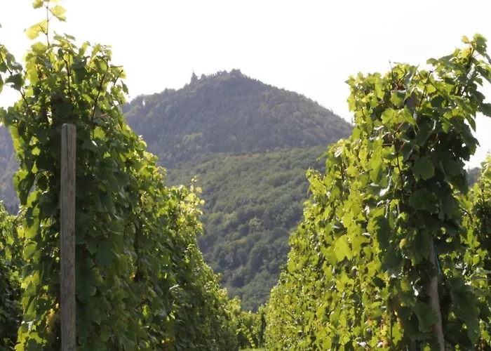 In Alsace Near Europa-park * Dambach